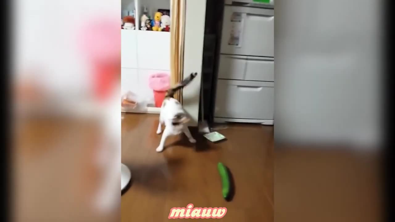 Funnycat movements - 😂 don't try to hold back laughter ðŸ¤