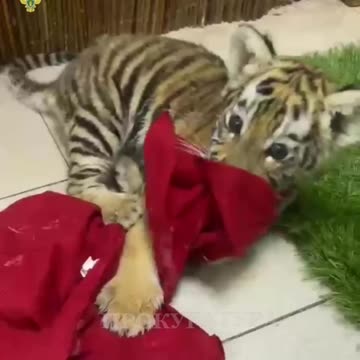 Rescued baby tiger cub from being kept as a pet