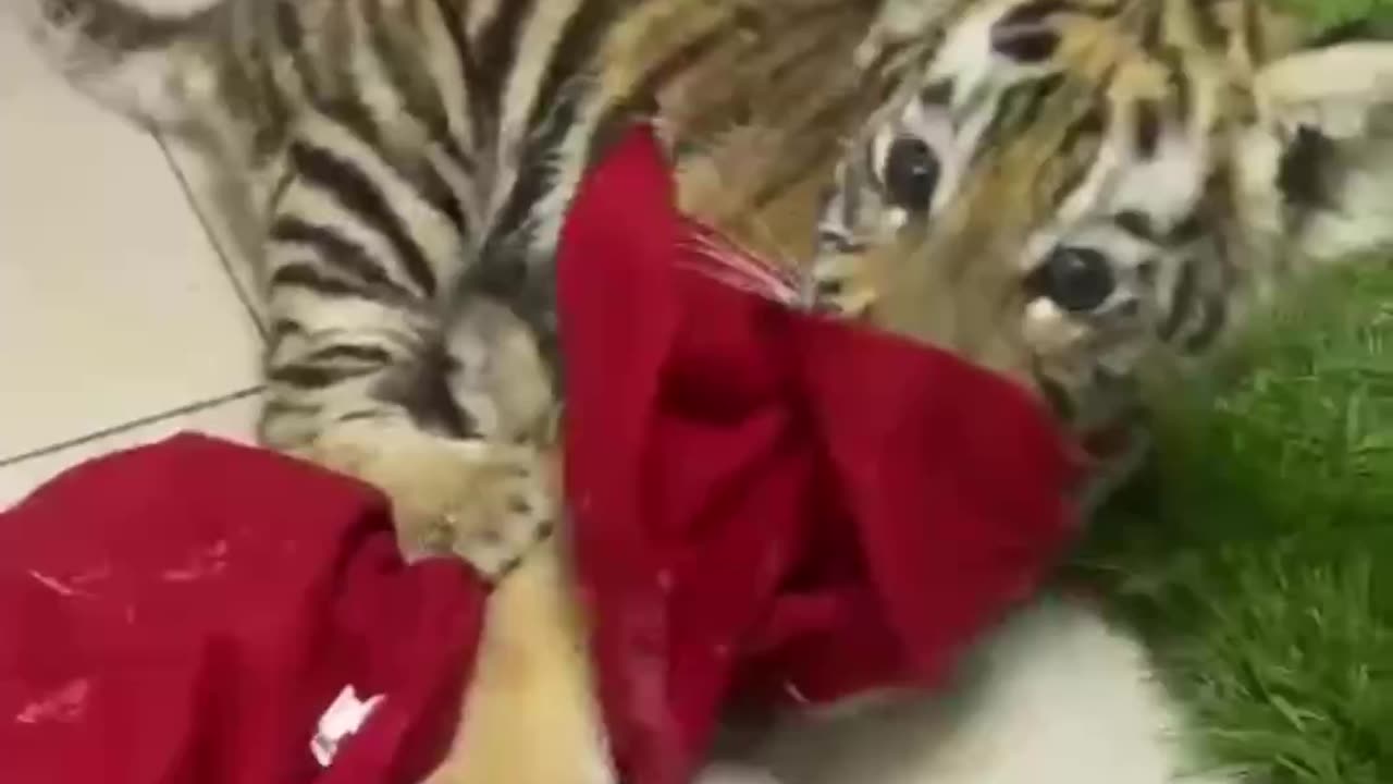 Rescued baby tiger cub from being kept as a pet