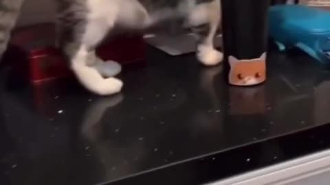 Cat funny video