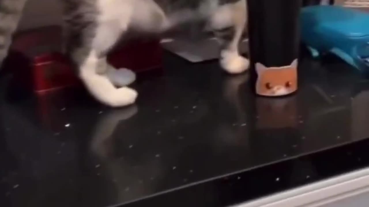 Cat funny video