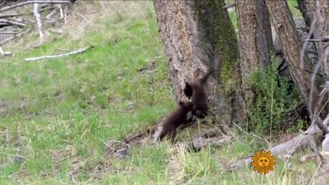 Nature .Bear 🐻 Cute Cubs playing