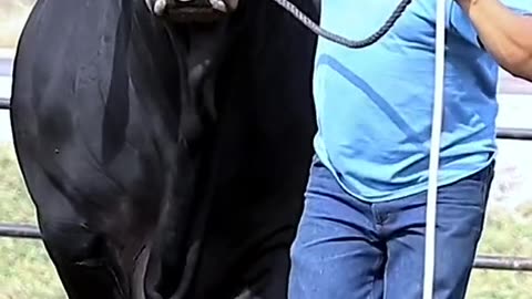 Beautiful cow vedio