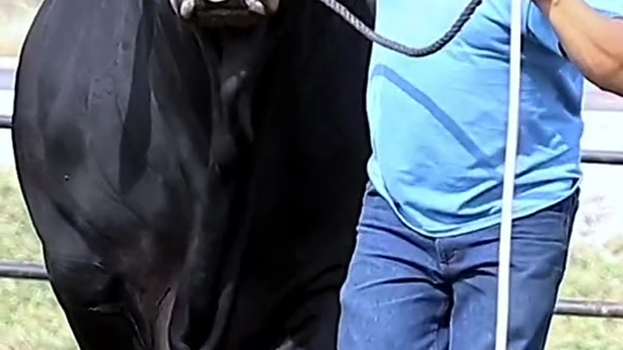 Beautiful cow vedio