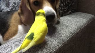 Parrot Scratches Dog Nose