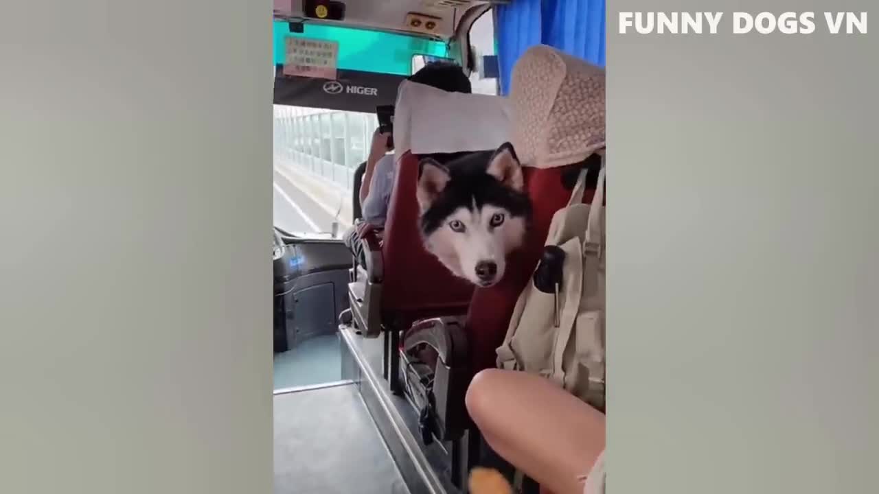 Funny Animals 2022