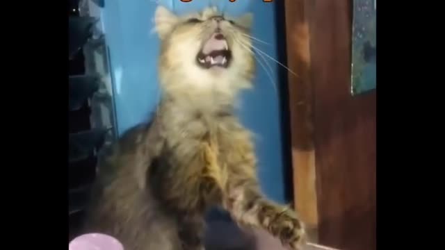 Funniest cat videos #70 - HILARIOUS!