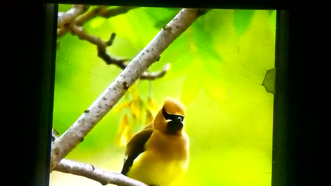 So cute beautiful bird children likes so much