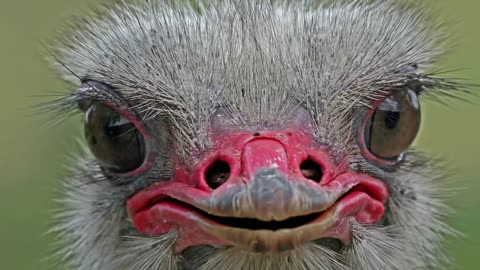 Nature's Best Photography Windland Smith Rice International Awards 2009