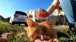 Meeting some new kittens in our village