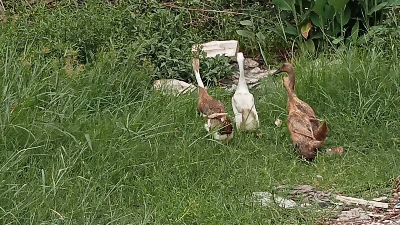 Kumpulan bebek yang lucu di tengah perkebunan