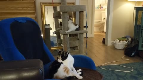 Cleo and Cassie Chilling
