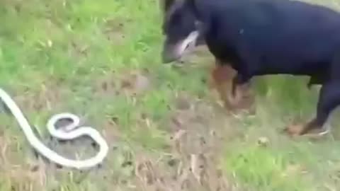 🐶 dog Vs 🐍 snake