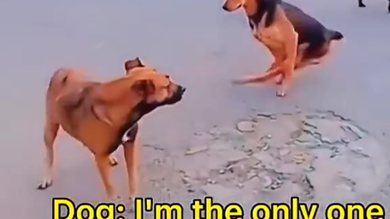 Funny animals 🤣
