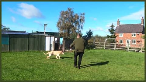 ABUSED GERMAN SHEPHERD FIRST TRAINING SESSION