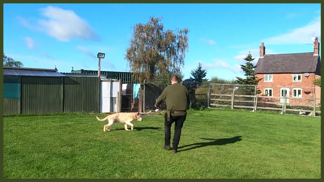 ABUSED GERMAN SHEPHERD FIRST TRAINING SESSION