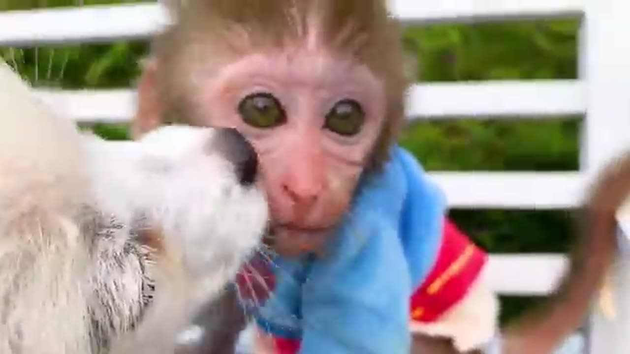 Funny monkey