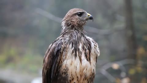 Eagle Sitting