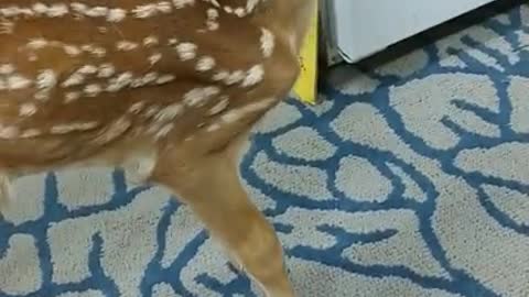 BABY DEER