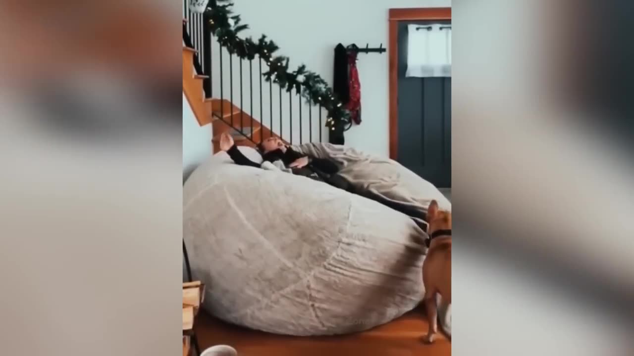 Funniest Animals 2023 😂 Funny Cats and Dogs