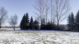 Psalms Overview
