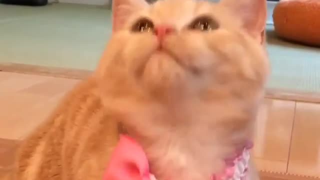 Looks like a kitten who doesn't like bow ties
