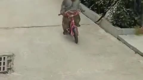 Funny Monkey