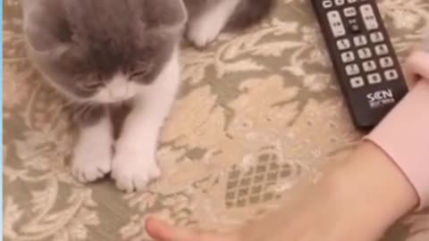 Funny Cat 🐈 videos