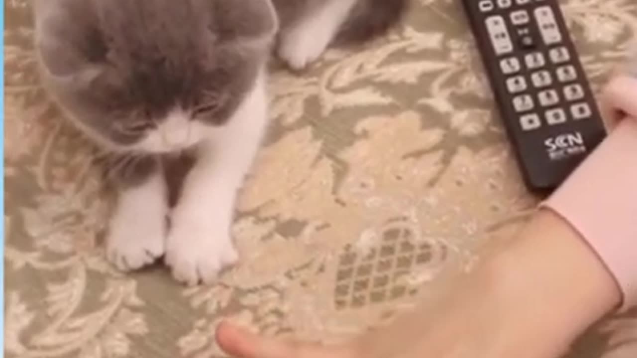 Funny Cat 🐈 videos