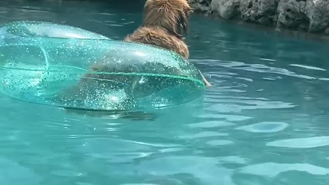 Pet Dog Enjoys Pool Time in Floaty