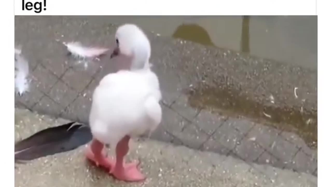 Baby Flamingo's First Steps: Learning to Stand on One Leg!