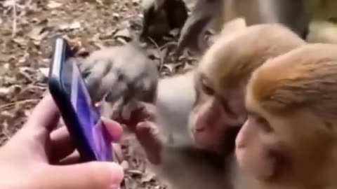 Funny Monkey video