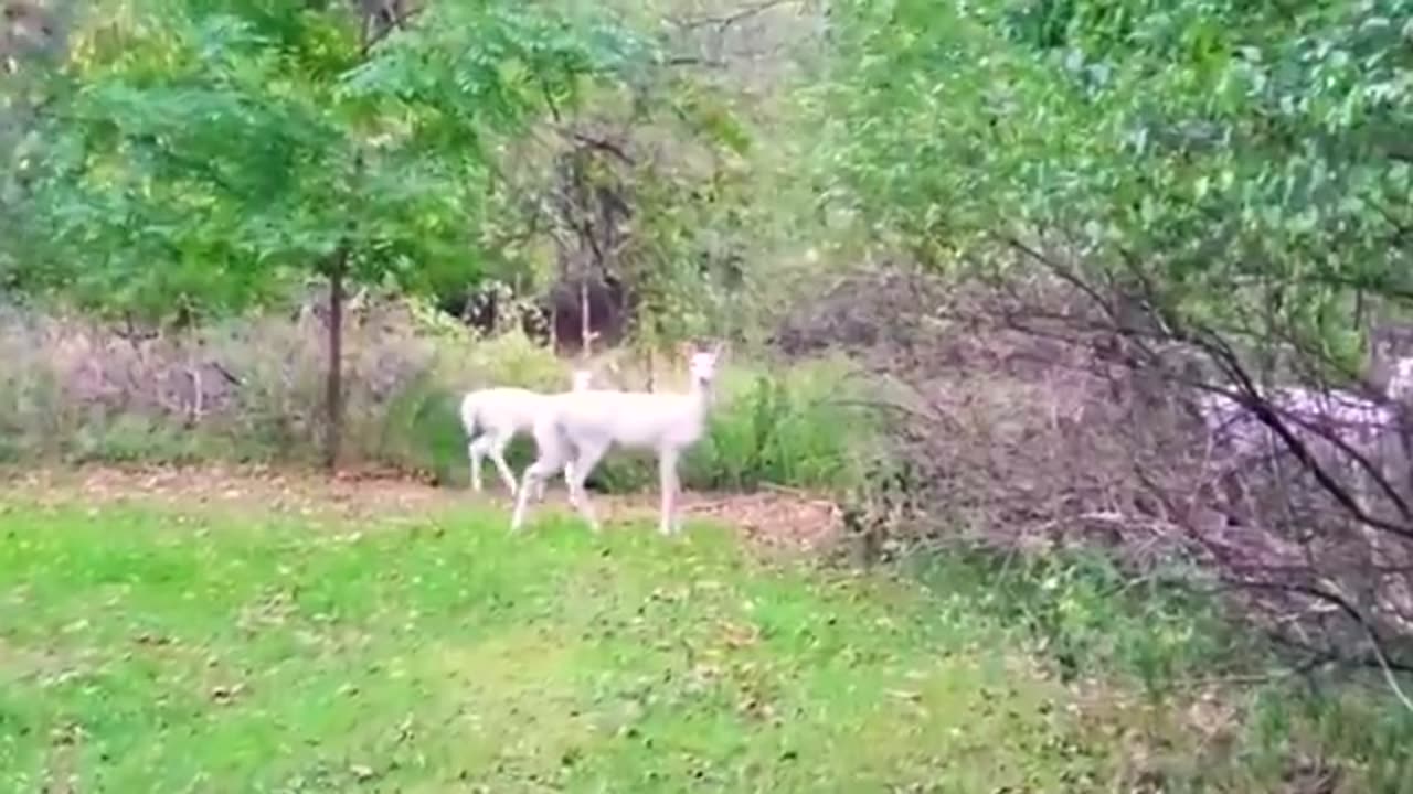 Top 10 Most Beautiful White Animals In The World