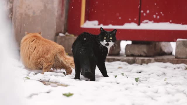 Black cat and orange cat are in the snow