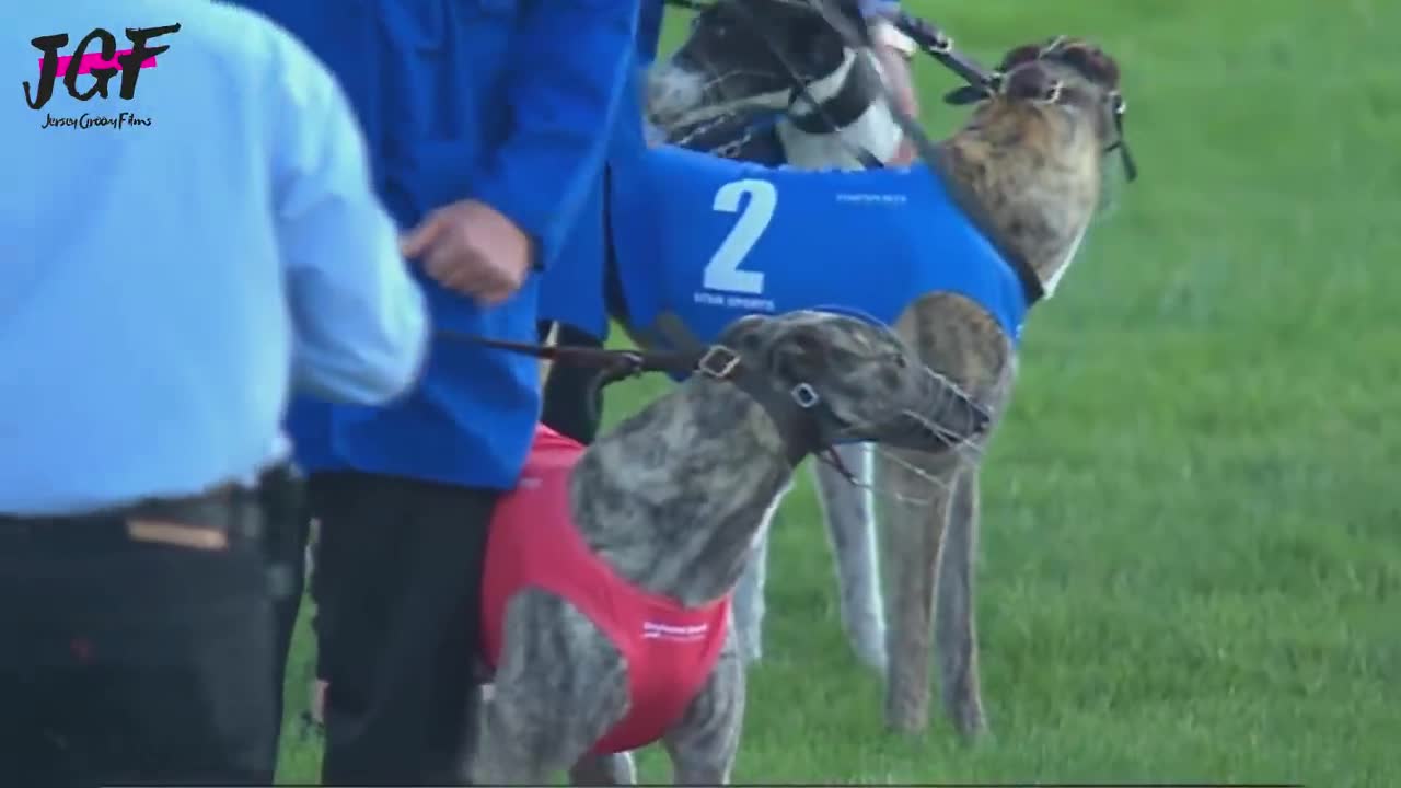 Greyhound dog racing - Track race 480m