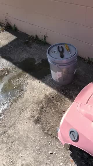 Look what my dog did