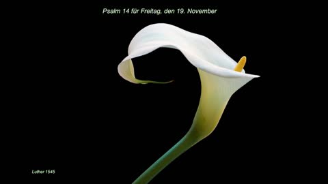 Psalm 14 für Freitag, den 19. November
