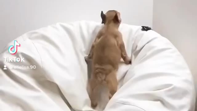 Funny French Bulldog puppy climb puff