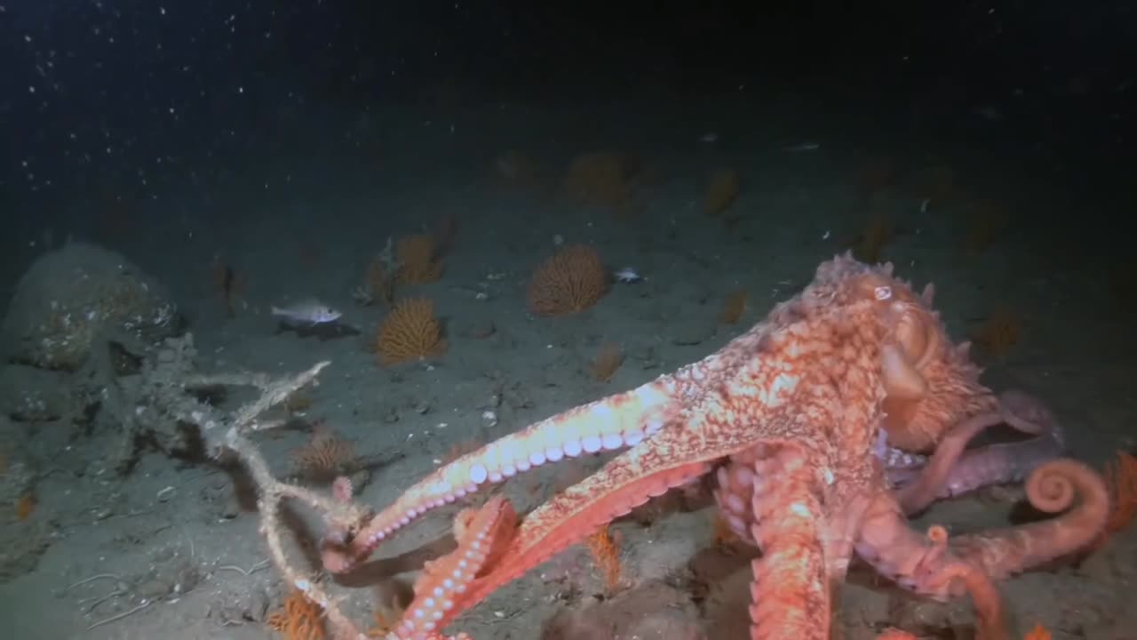 Giant Pacific Octopus - Channel Islands National Marine Sanctuary