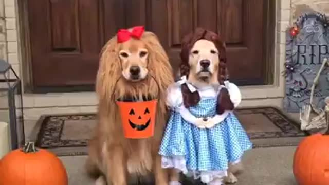 Furbabies for Halloween
