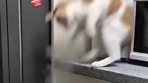 Funny Cat 😺 videos 🤣🤣🤣🤣🤣🤣