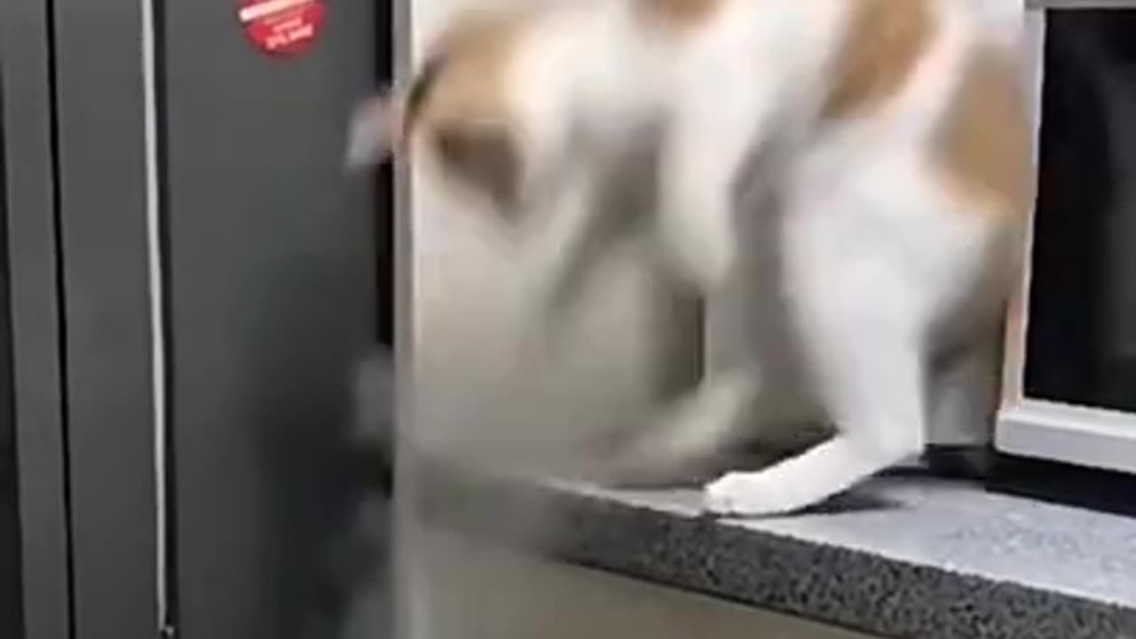 Funny Cat 😺 videos 🤣🤣🤣🤣🤣🤣