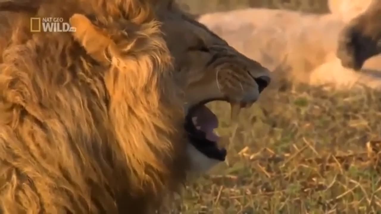 Funny Lion Laughing Video