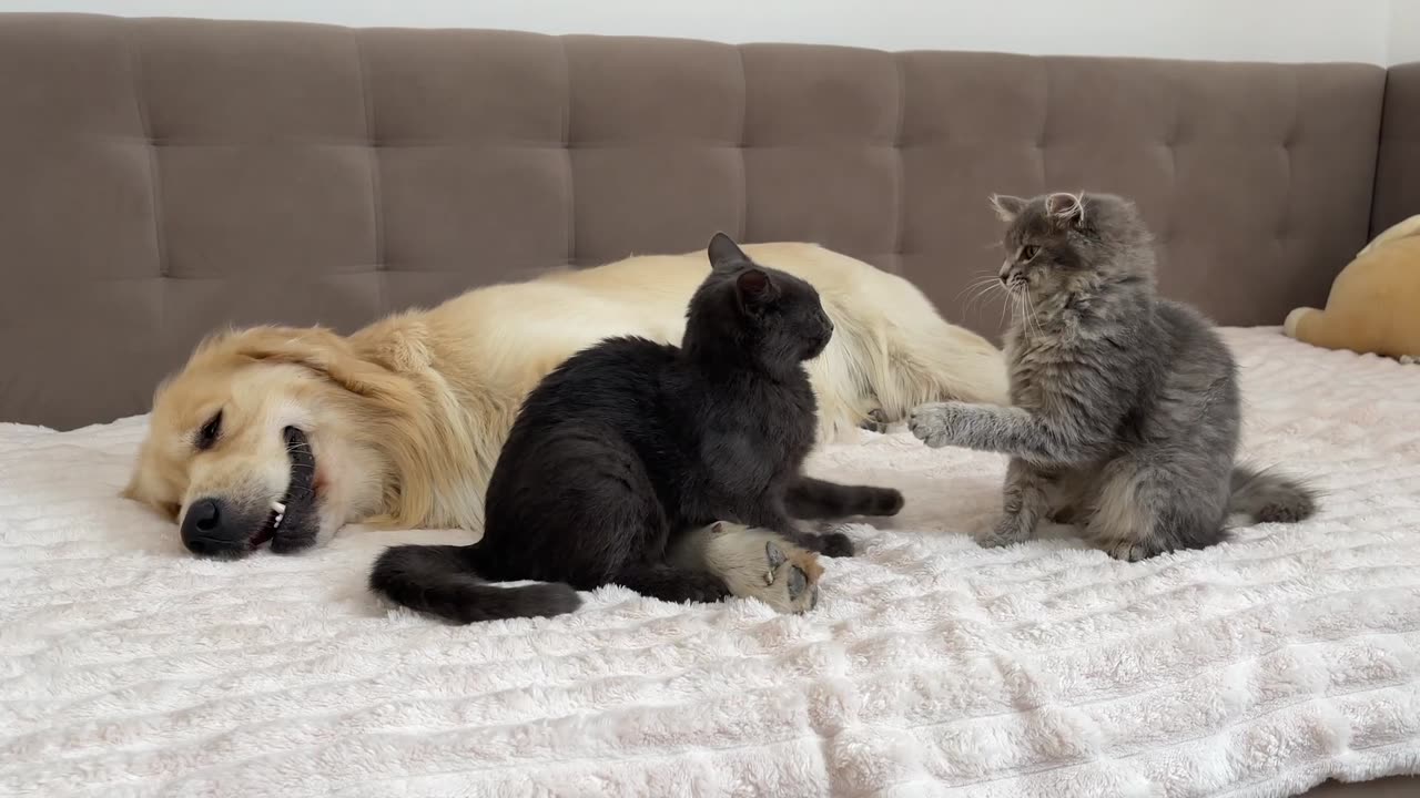 What does a Kitten do when It Finds a Golden Retriever with Another Kitten