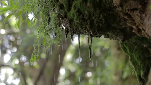 heavy rain deep in a forest Forest Copyright Free Videos Royalty Free Stock Videos