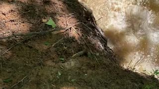 Distracted Dog Rolls into the River