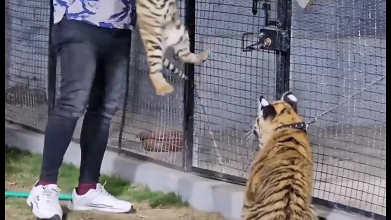 A tiger is a man scary video🐅