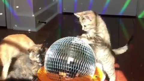 Funny chat cat 🐱