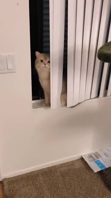 No cheating on Hide&Seek! how did Cash get so fond of dog food.