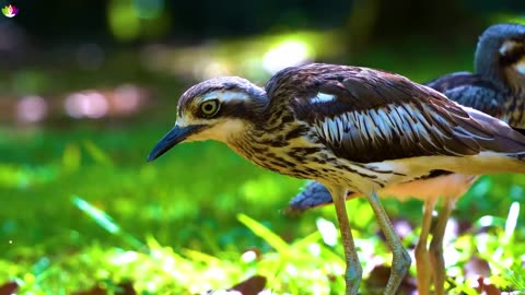 Symphony of Nature Bird Songs, Nature, Birds